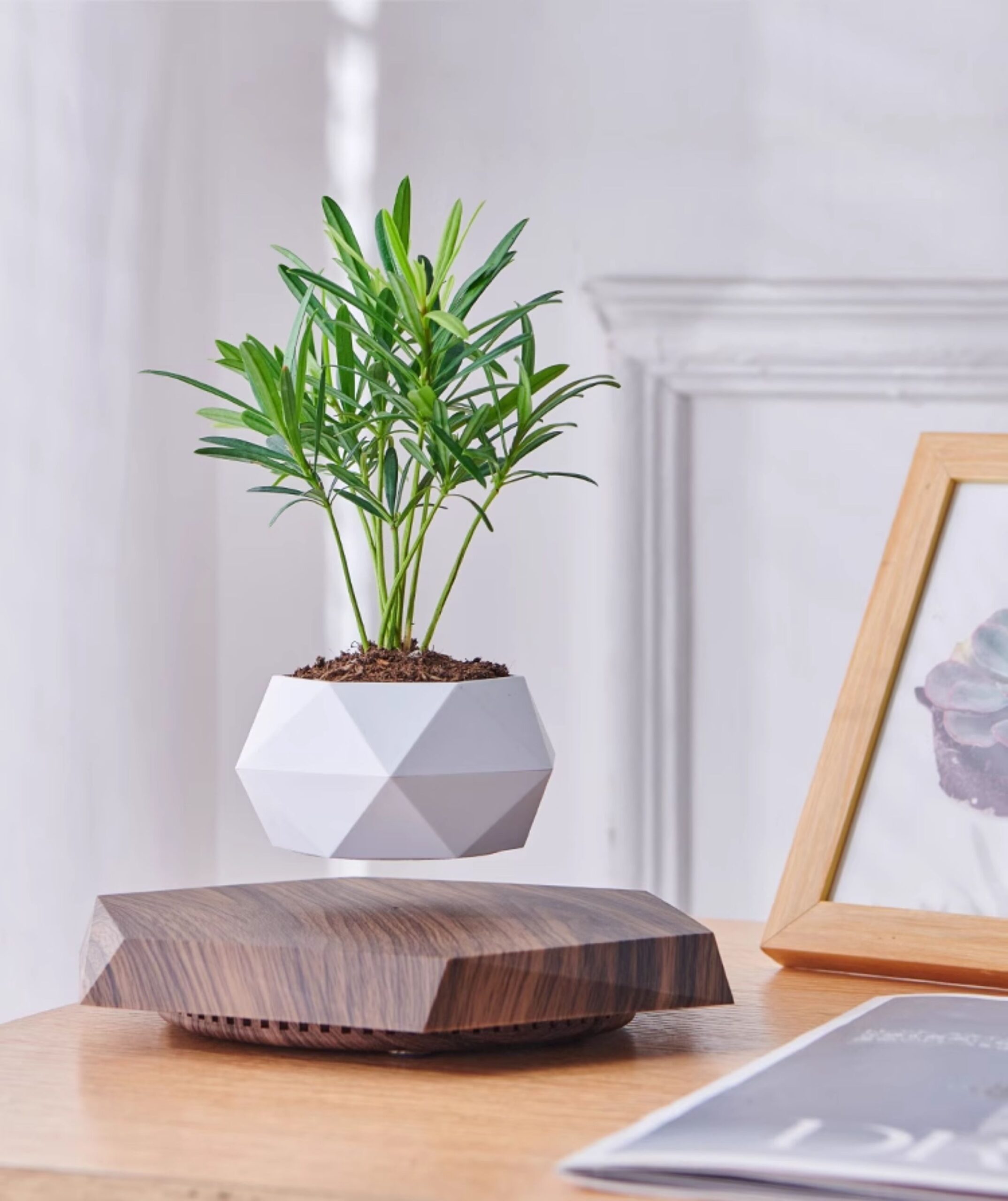 Levitating plant pot with light wood grain base, floating flower pot gift